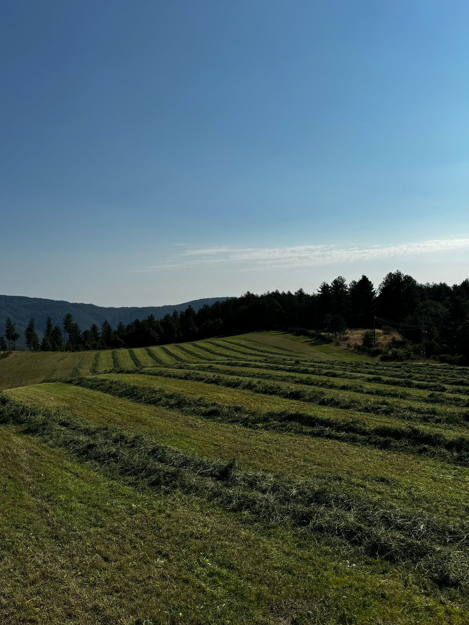 Vista dell'azienda agricola MacchiaDiTuono